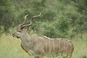 Greater Kudu Mousepad