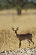 Steenbok T-Shirt