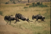 Wildebeest Mousepad