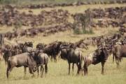 Wildebeest Mousepad