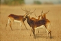 Black Lechwe picture