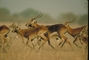 Black Lechwe picture