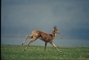 Bohor Reedbuck picture