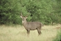 Common Waterbuck picture