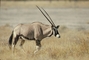 Gemsbok picture