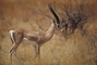 Grant's Gazelle picture