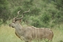 Greater Kudu picture