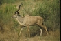 Greater Kudu picture