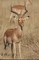 Impala picture