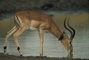 Impala picture