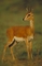 Oribi picture