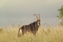 Sable Antelope picture