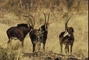 Sable Antelope picture