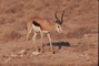 Springbuck picture