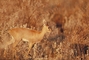 Steenbok picture