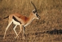 Thomson's Gazelle picture