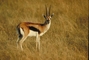 Thomson's Gazelle picture