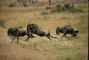 Wildebeest picture