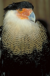 Audubon's Caracara