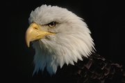 Bald Eagle Poster