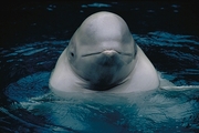 Beluga Whale Poster