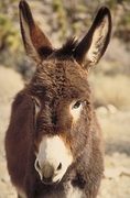 Burro Magnet