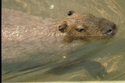 Capybara Magnet