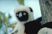 Coquerel's Sifaka Magnet