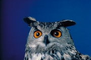 Eagle Owl T-Shirt