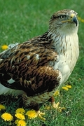 Ferruginous Hawk T-Shirt