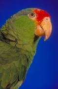 Green Cheeked Amazon Parrot Poster