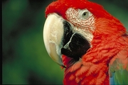 Green-winged Macaw Poster