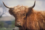 Highland Cattle Poster