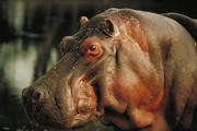 Hippopotamus Poster