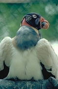 King Vulture Magnet