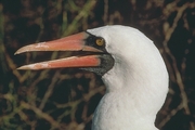 Masked Booby Poster