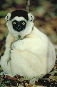 Verreaux's Sifaka Magnet