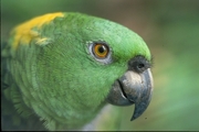 Yellow-naped parrot Poster