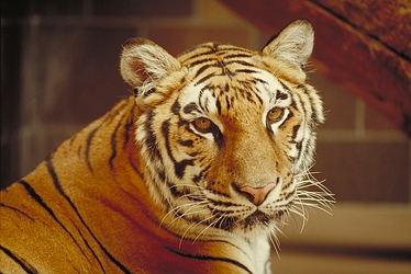 Bengal Tiger