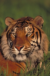 Bengal tiger