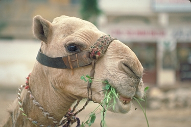 Camel