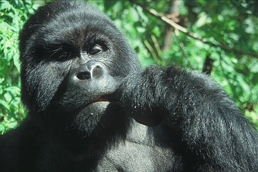 Gorilla