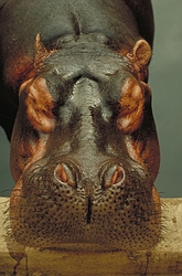 Hippopotamus