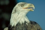 Bald Eagle picture