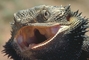 Bearded Dragon picture