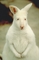 Bennet's Wallaby picture