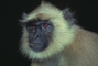 Black-faced monkey picture