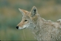 Coyote picture