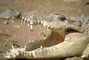 Crocodile picture