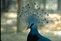 Crowned pigeon picture